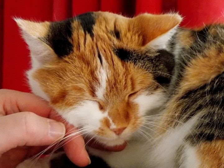 Fingers touching a cat's whiskers