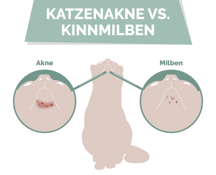 GERMAN_katzenakne_vs._kinnmilben