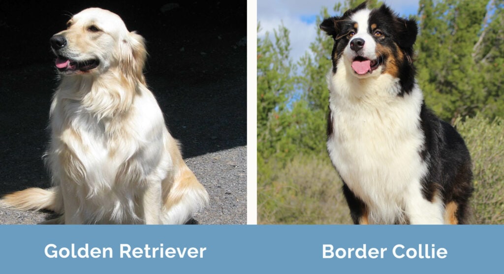 Golden Retriever vs. Border Collie: 16 Differences To Help You Choose –  Golden Hearts