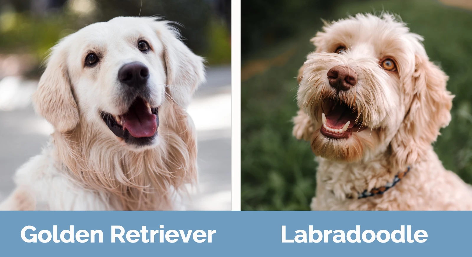 Labradoodle and golden retriever new arrivals