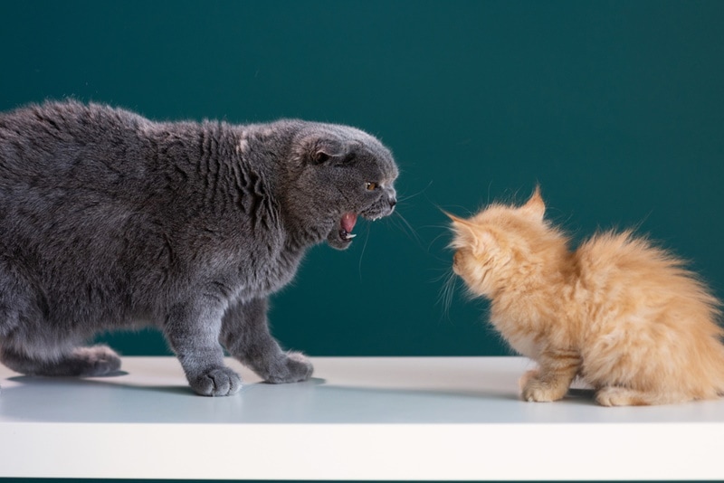  Gray cat hissing at orange kitten