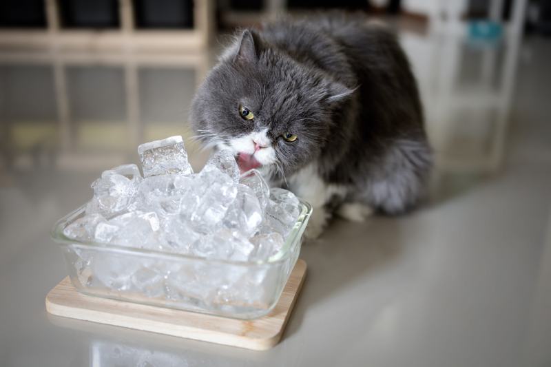Gray persian cat is licking ice
