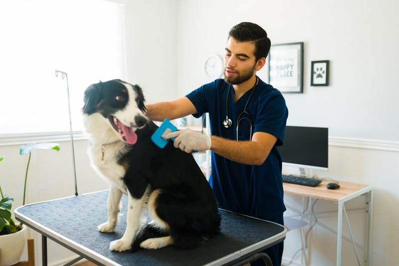 Groomer brushing a Border Collie