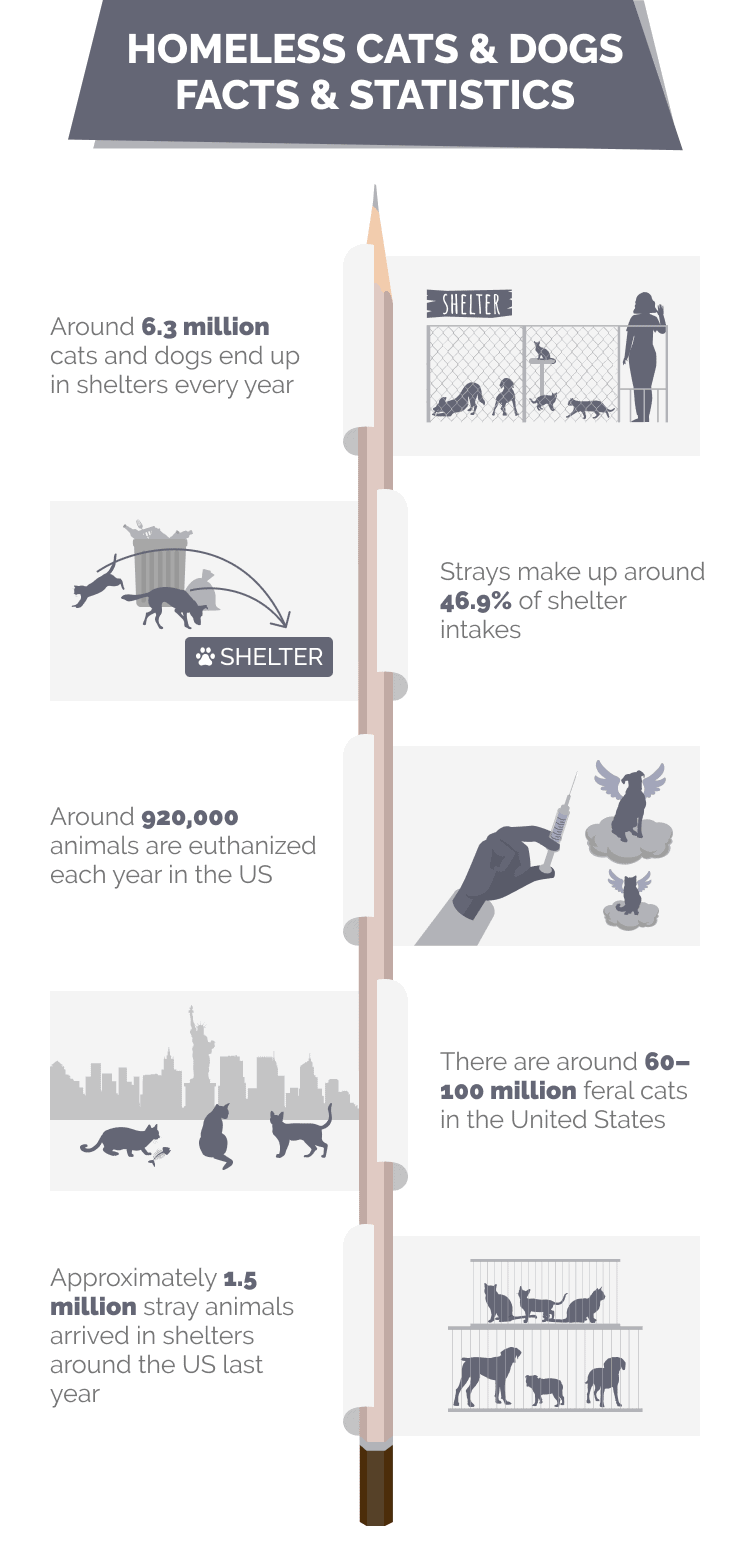 HOMELESS_CATS_&_DOGS_FACTS_&_STATISTICS