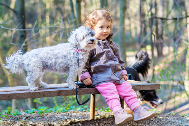 Happy Little Girl Sitting on a Wooden Bench with her havanese dog