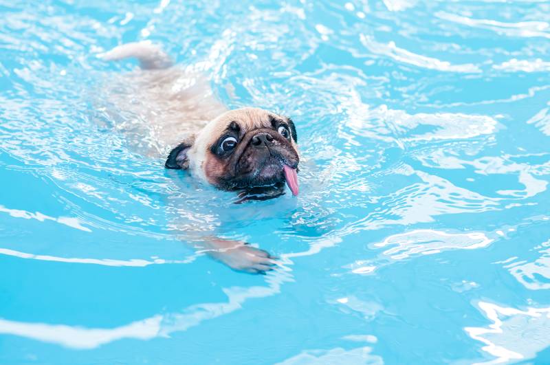 happy cute pug dog swimming with tongue sticking out in private local pool