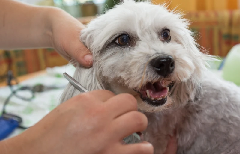 Chú chó Havanese đang được chải chuốt