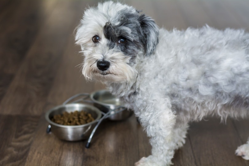How Much Food Should a Havanese Eat Per Day Vet Approved Advice