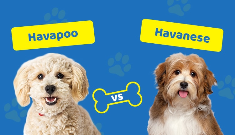 Havapoo vs Havanese