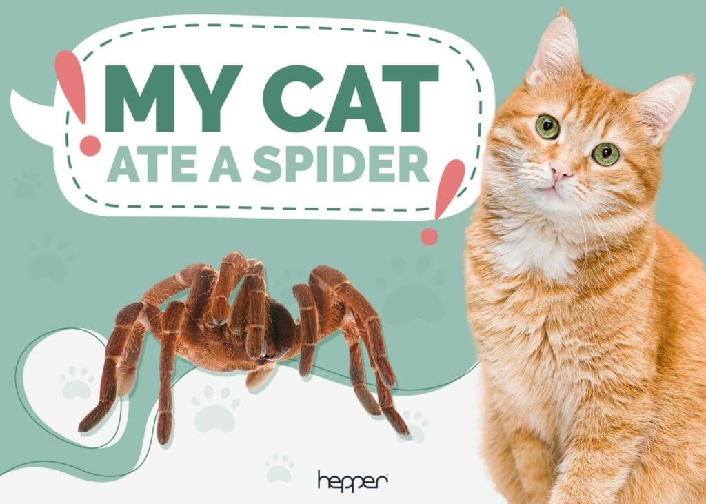 My Dog Ate a Spider