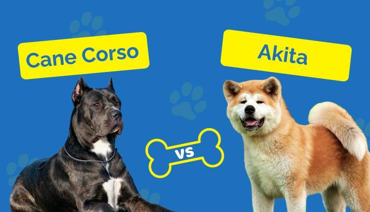 Cane Corso vs Akita