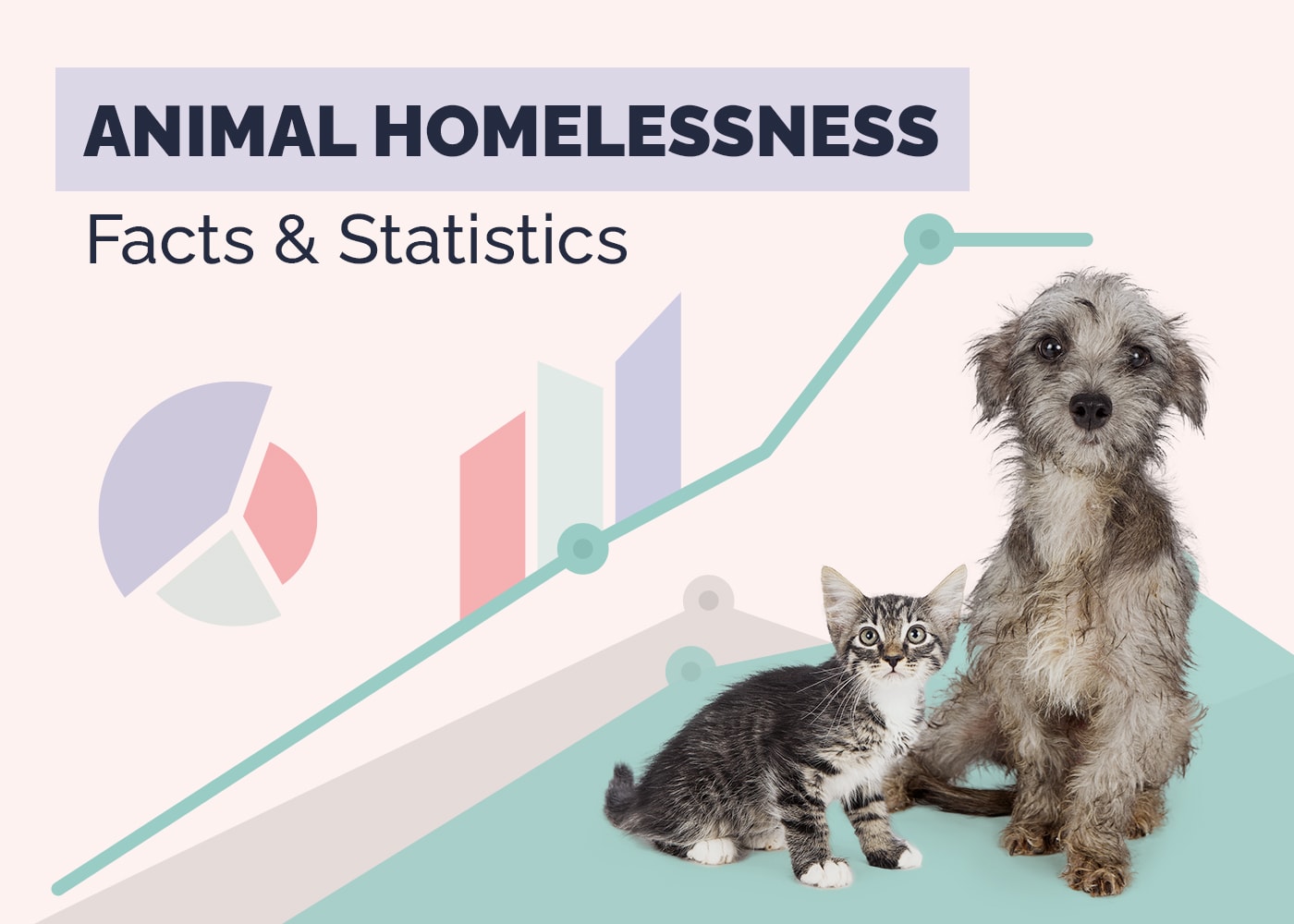 Animal Homelessness Fatcs & Statitics