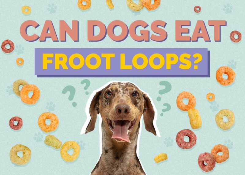 Hepper_Can Dogs Eat_Froot Loops
