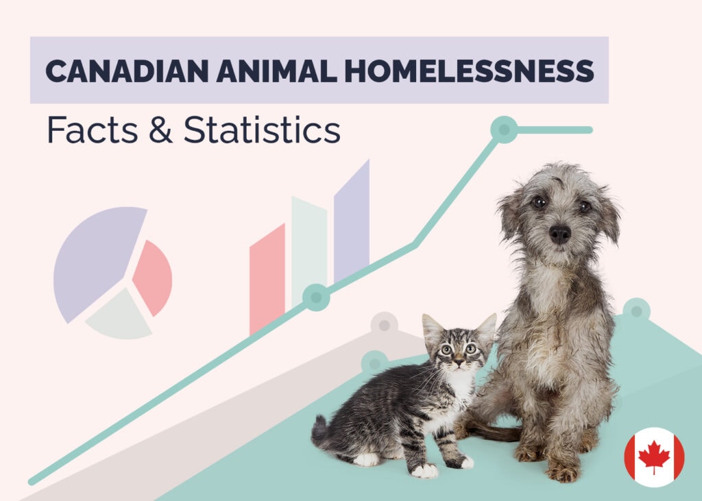 Canadian Animal Homelessness Facts & Statistics
