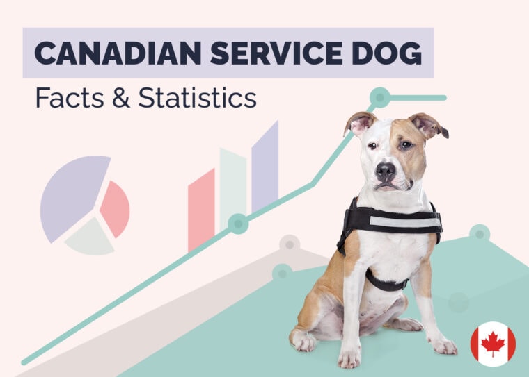 15 Shocking Canadian Animal Homelessness Statistics 2024 Update Hepper
