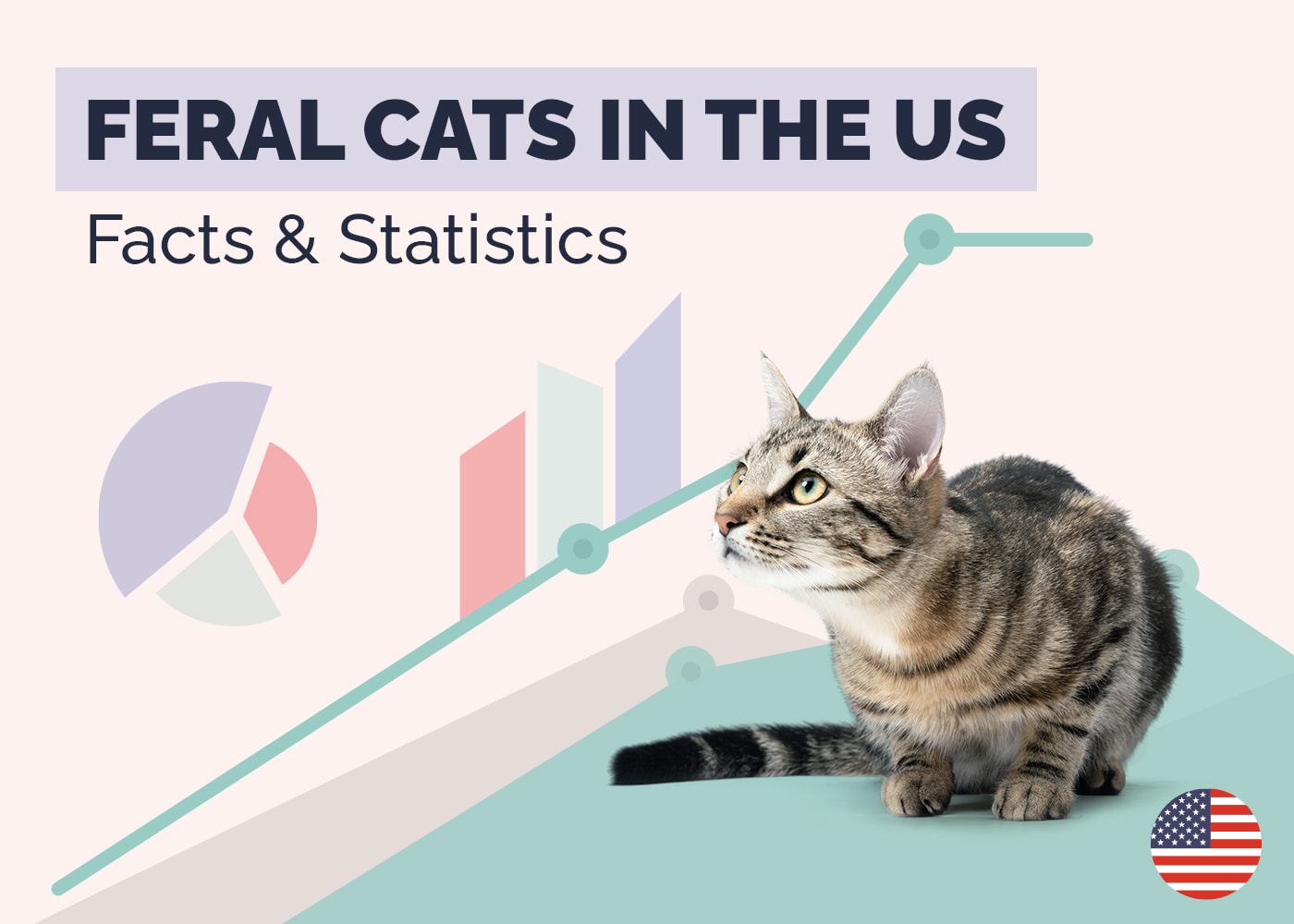 Feral Cat Statistics in the US Statistics