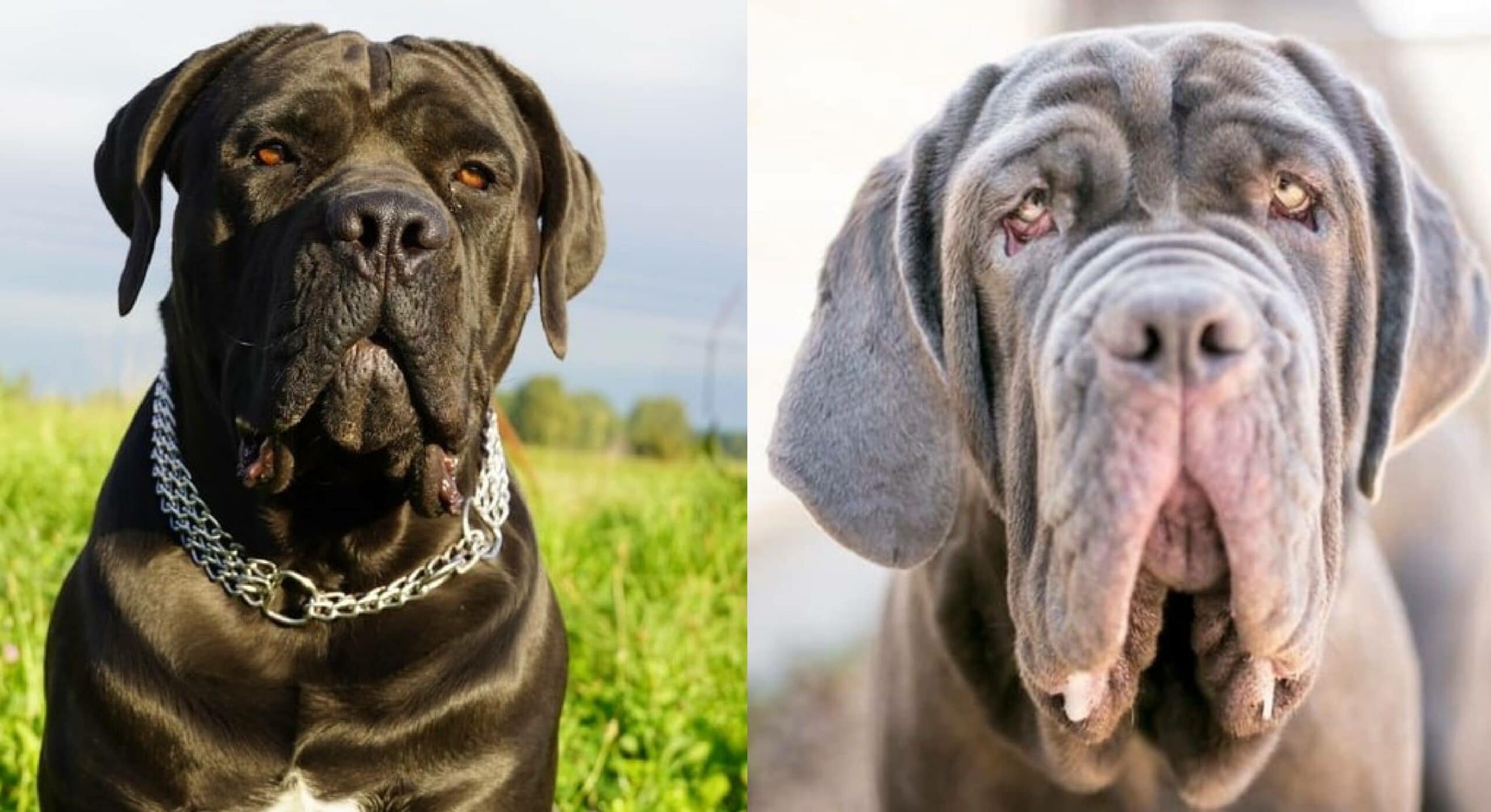 Cane-Corso-Neapolitan-Mastiff-Mix