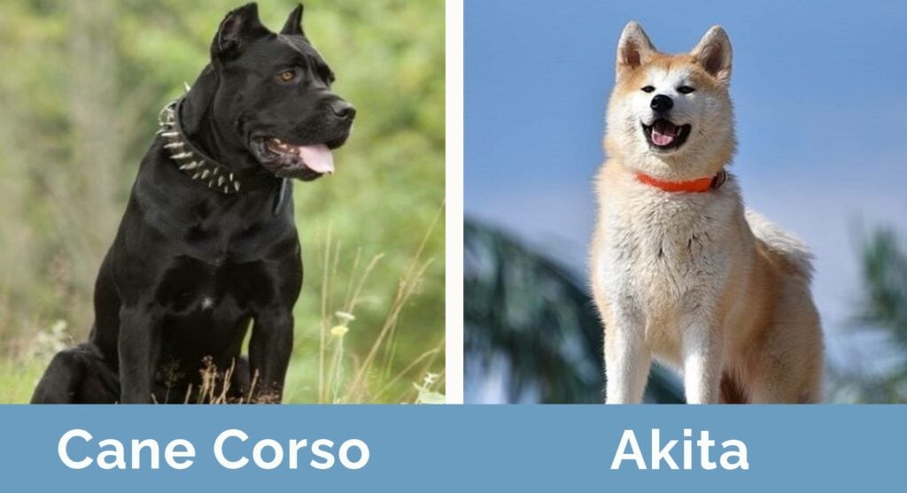 Cane Corso and Akita