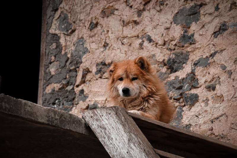 black hmong dog lying on the floor