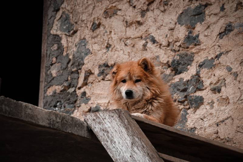 Chó Hmong hay Hmong Dock Tailed Dog nằm trên sàn nhà