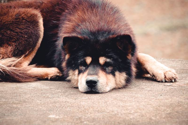 Hmong Dog or Hmong Dock Tailed Dog lying on the ground