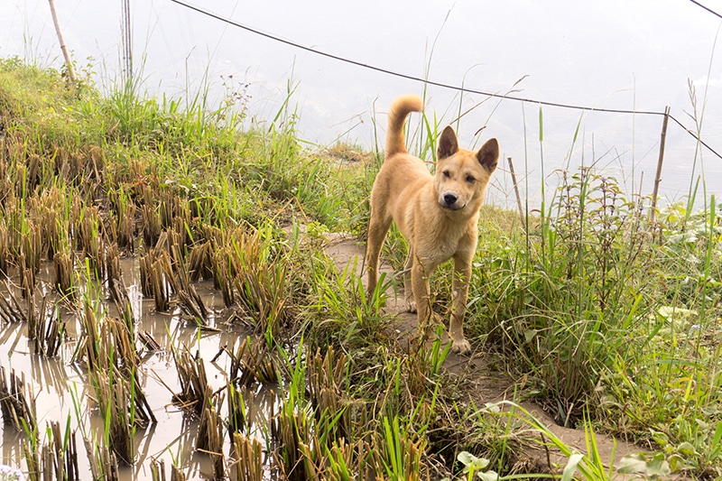 Chó Hmong trên ruộng lúa