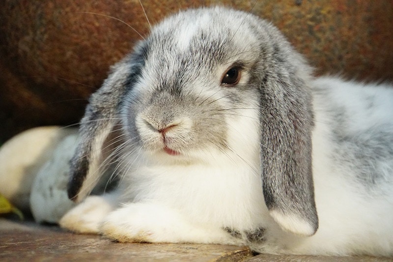 Holland Lop Nationals 2024 Elana Harmony