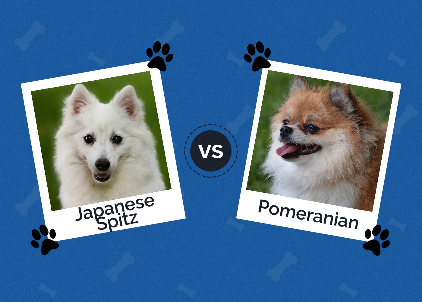 Japanese Spitz vs Pomeranian All the Differences (With Pictures) Hepper