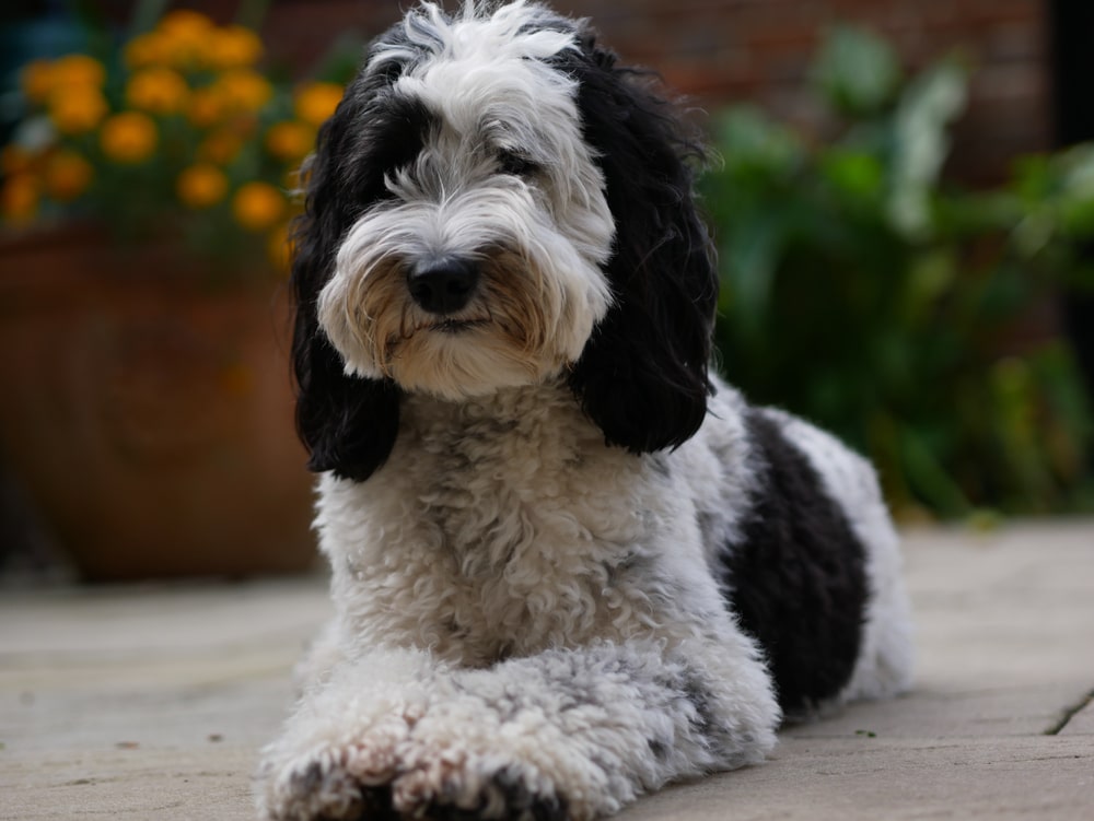 Labradoodle laying down in a courtyard in front of flower bed