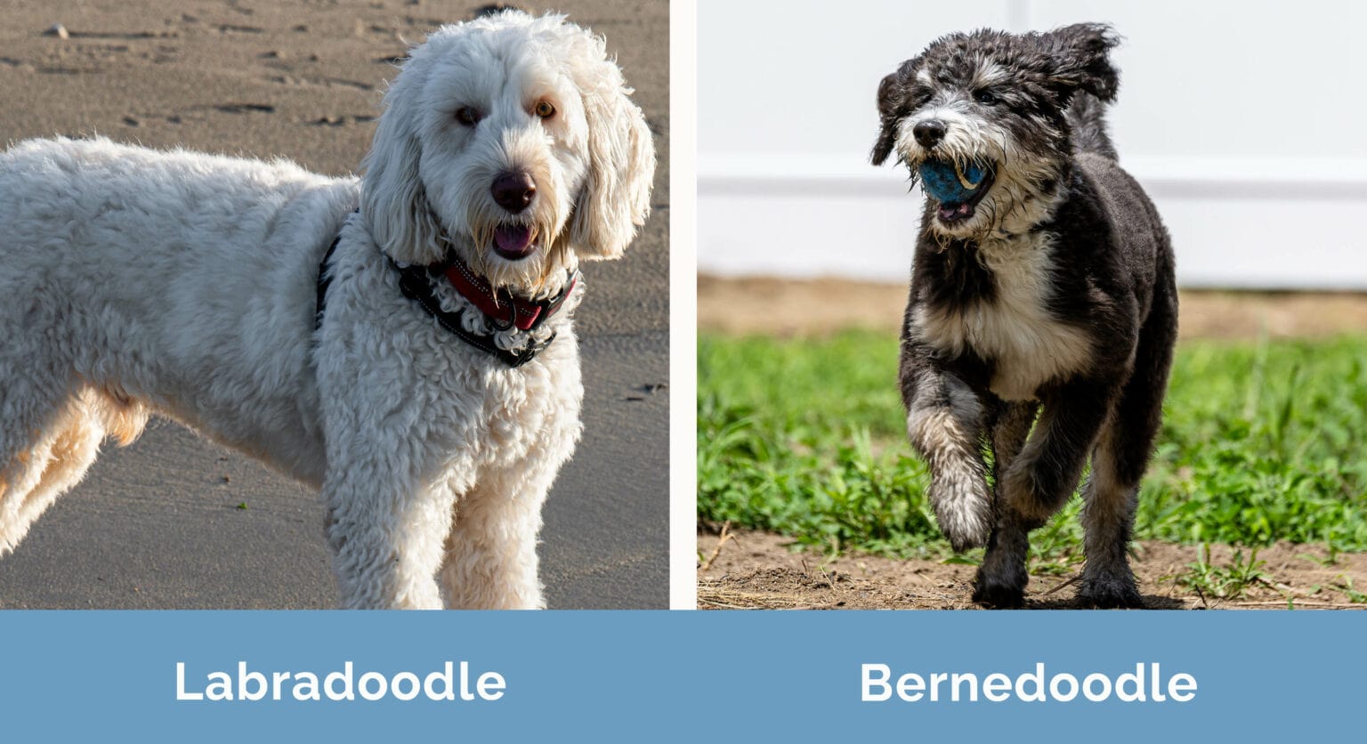 Labradoodle vs Bernedoodle The Differences (With Pictures) Hepper