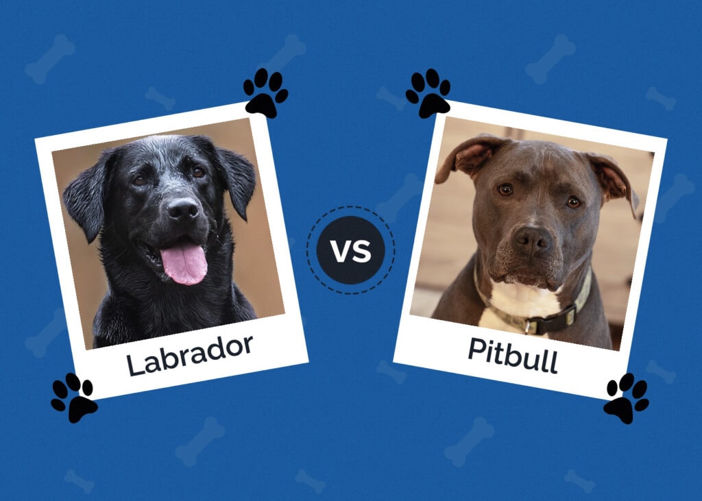 Labrador vs Pitbull