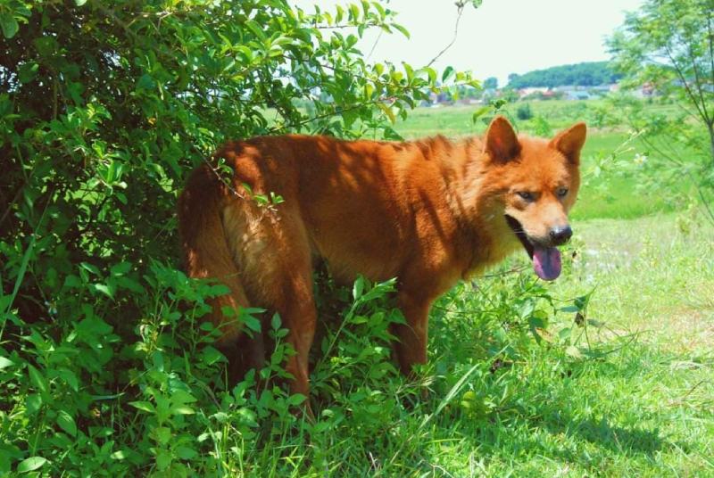 Lài dog