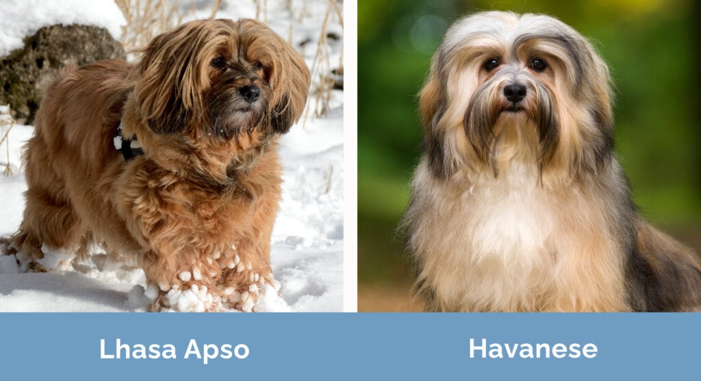 Lhasa apso similar breeds hot sale