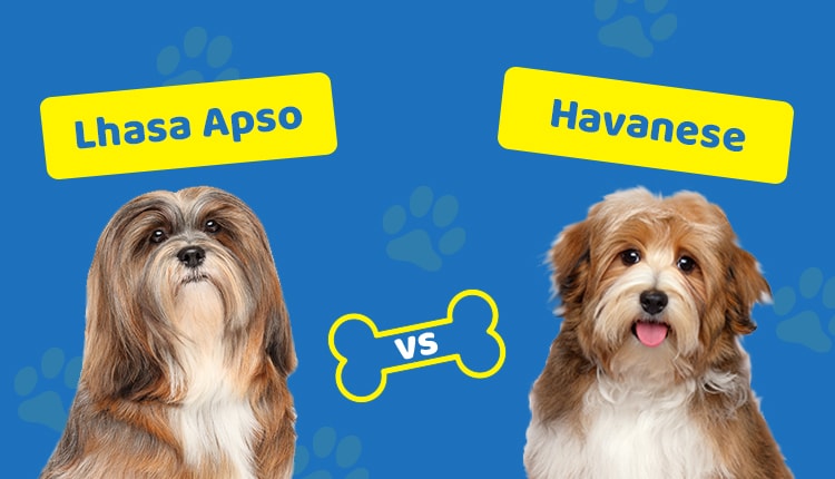 Lhasa Apso vs Havanese