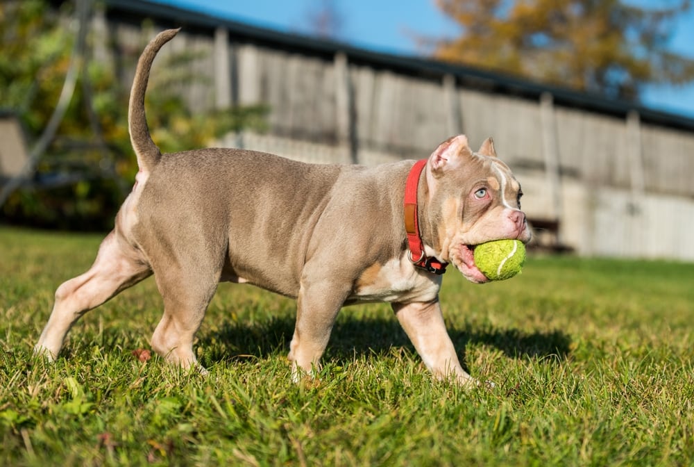 Tricolor Pitbull Facts Origin History With Pictures Hepper