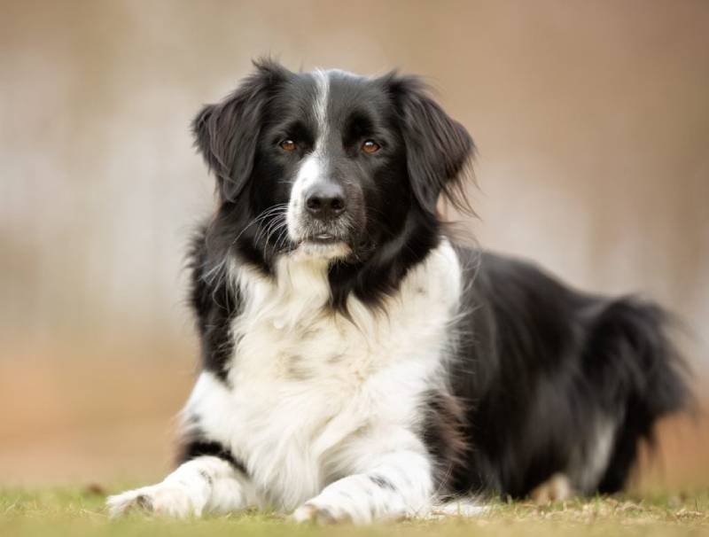 Border collies and cats: a potential match