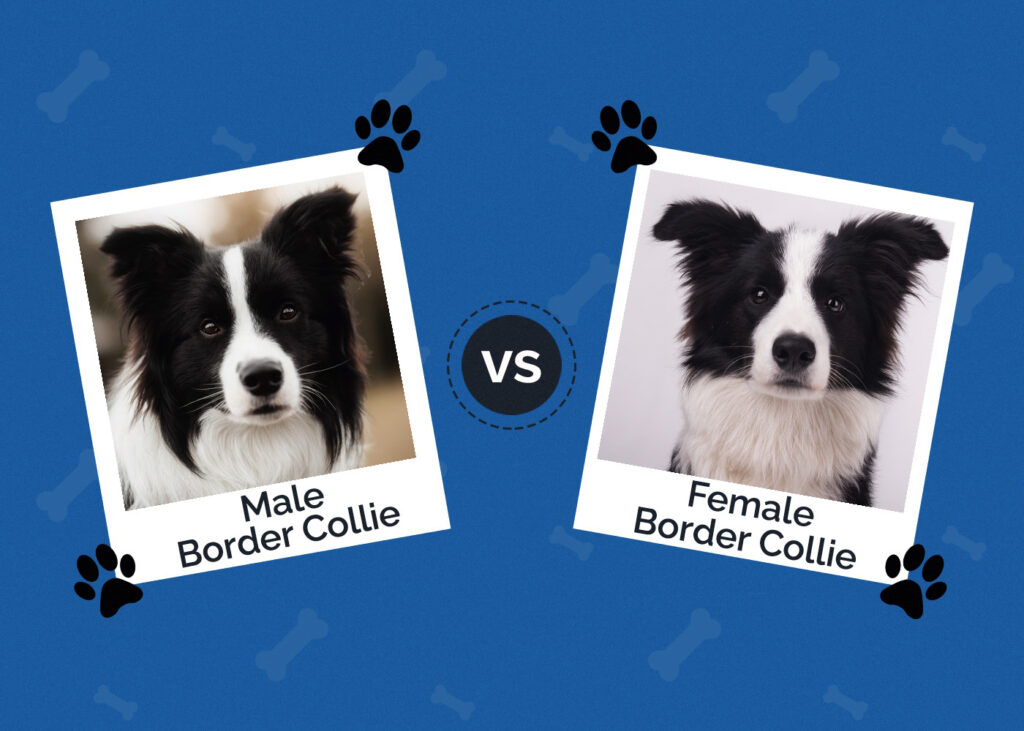 Male vs Female Border Collie