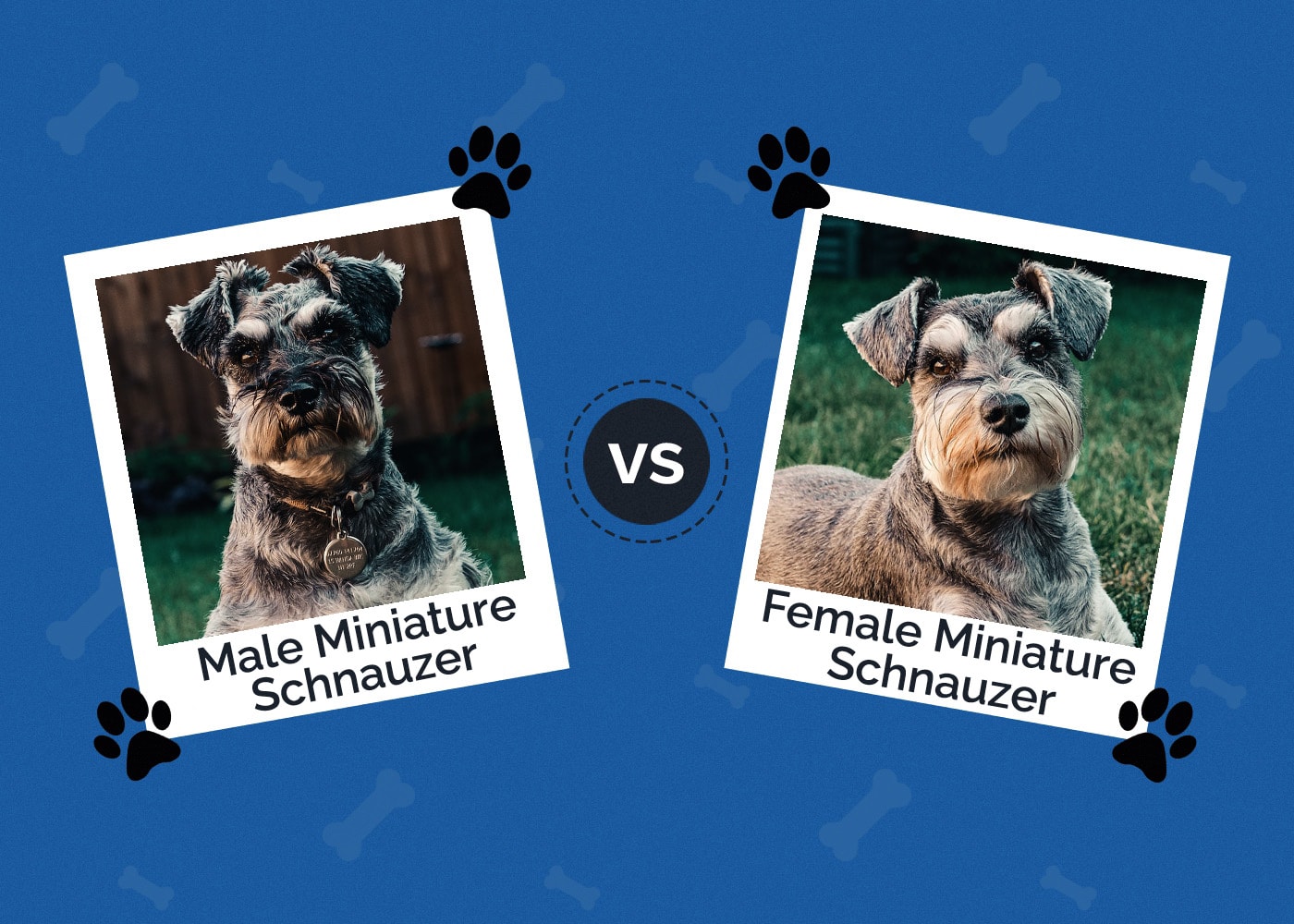 Male vs Female Miniature Schnauzer