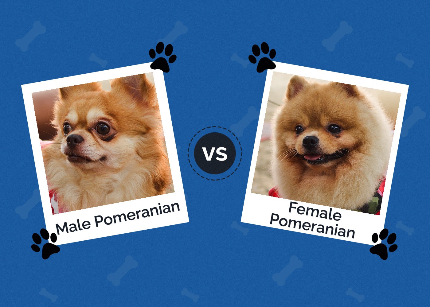 Male vs Female Pomeranian