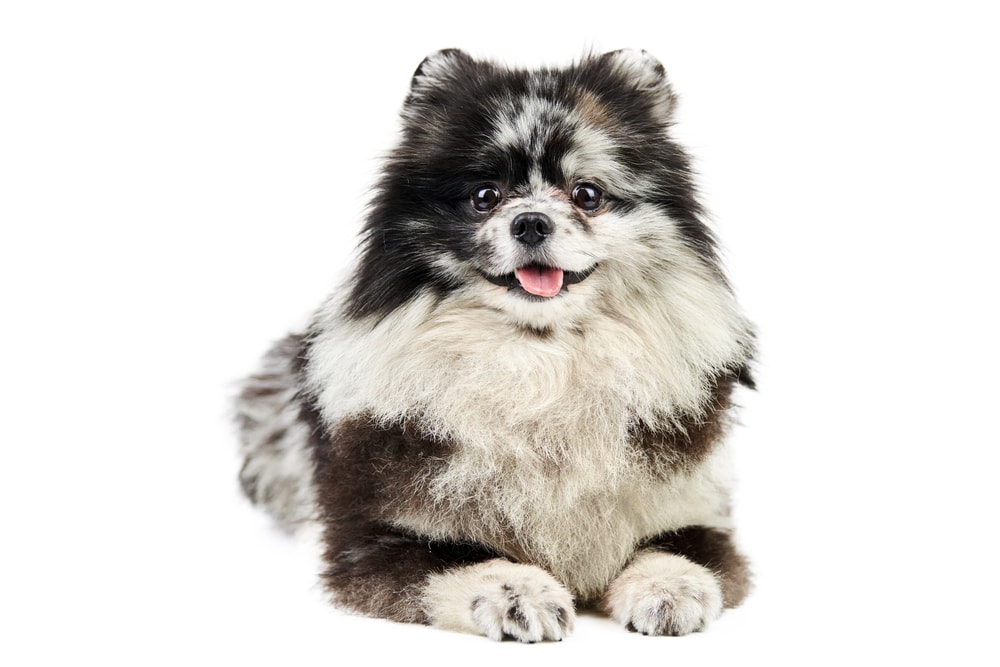 Pomeranian Grooming: 10 Expert Tips & Tricks for Easy Maintenance | Hepper