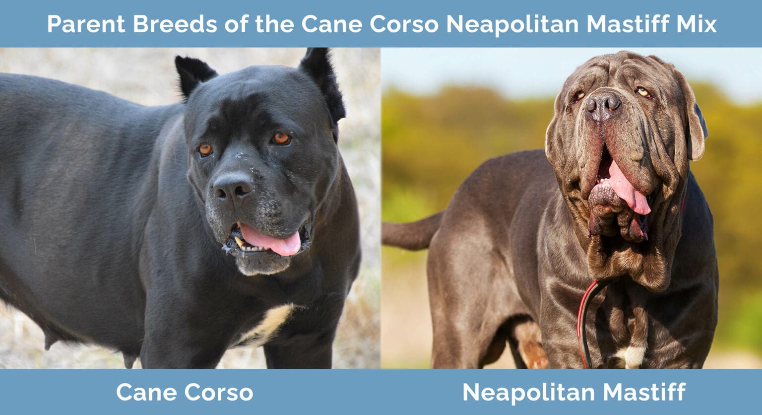Cane Corso Neapolitan Mastiff Mix Info, Pictures, Temperament & Traits