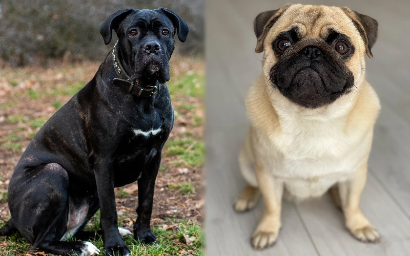 Parent breeds of Cane Corso Pug Mix