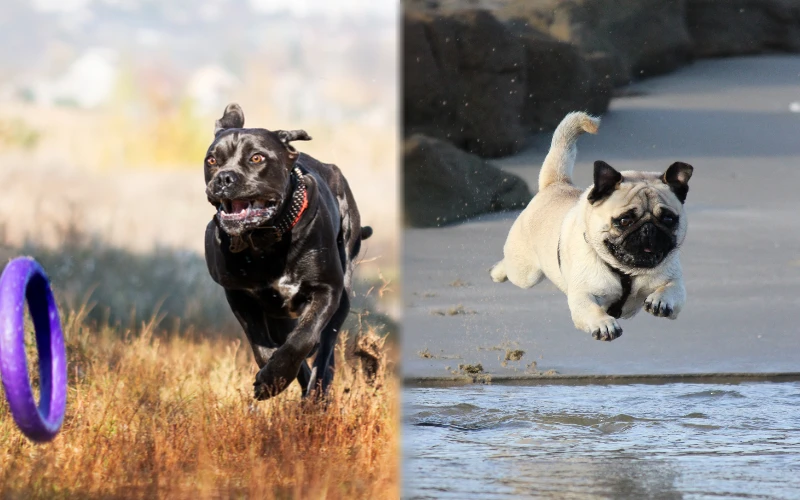 Parent breeds of Cane Corso Pug Mix