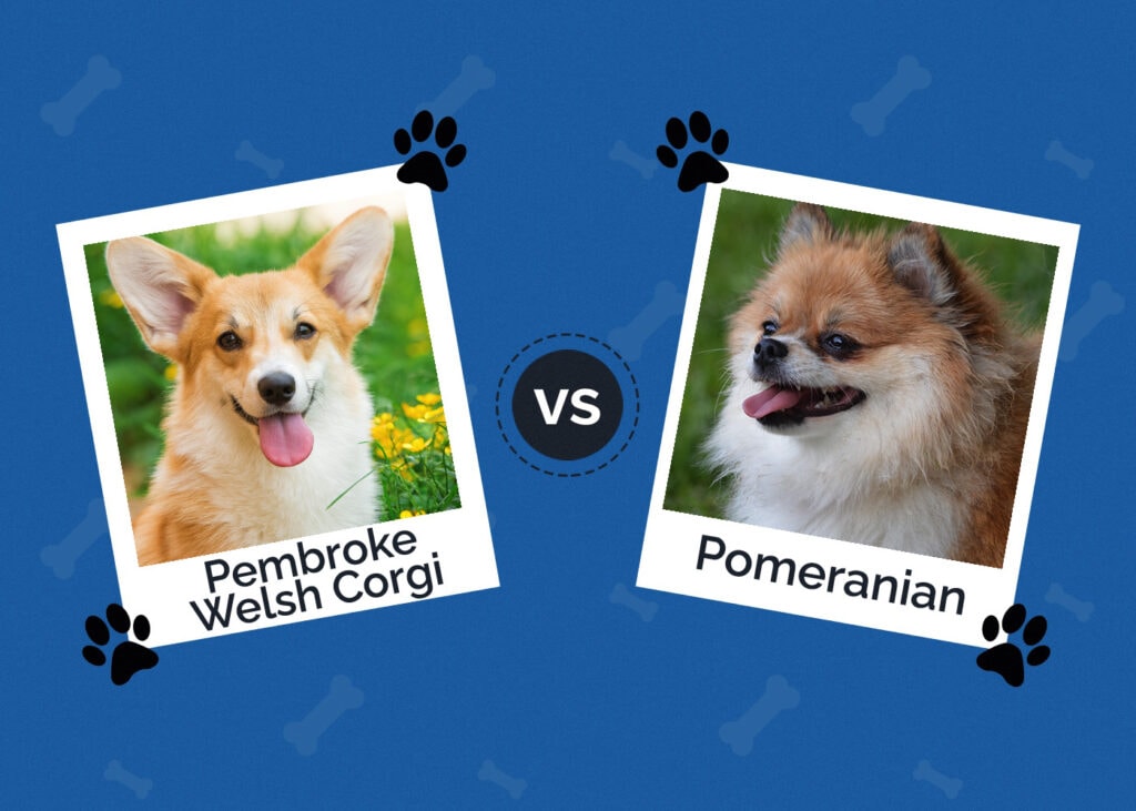 Pembroke Welsh Corgi vs Pomeranian