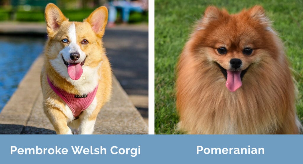 Pembroke Welsh Corgi vs Pomeranian side by side