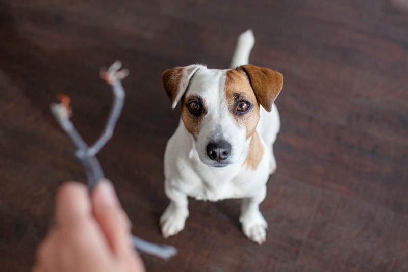 Person holding a wire chewed off by dog