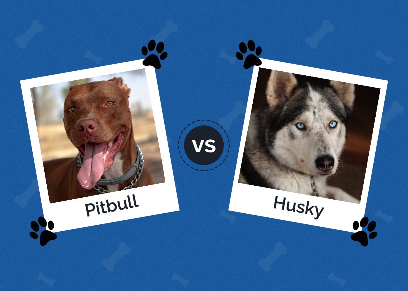 Pitbull vs Husky