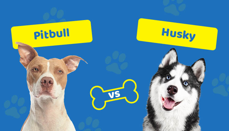 Pitbull vs Husky