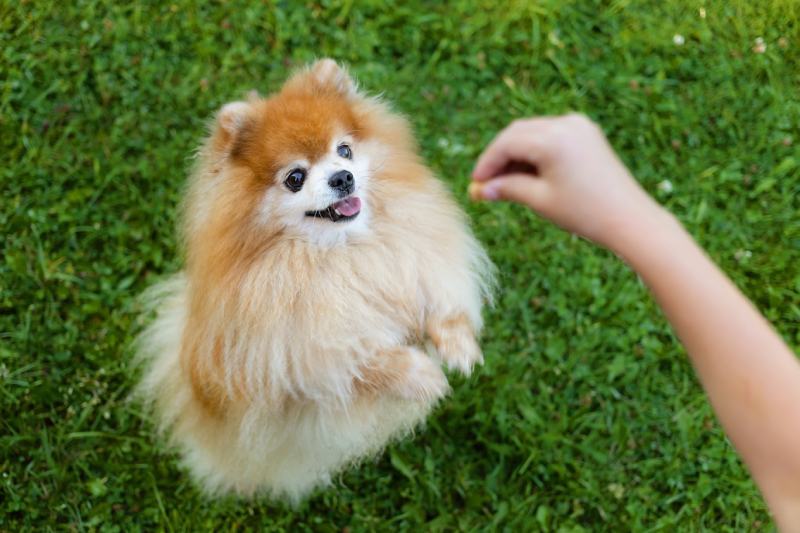 Pomeranian giving a treat