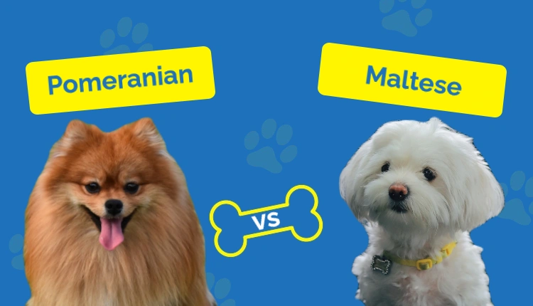 Pomeranian vs Maltese - Featured Image